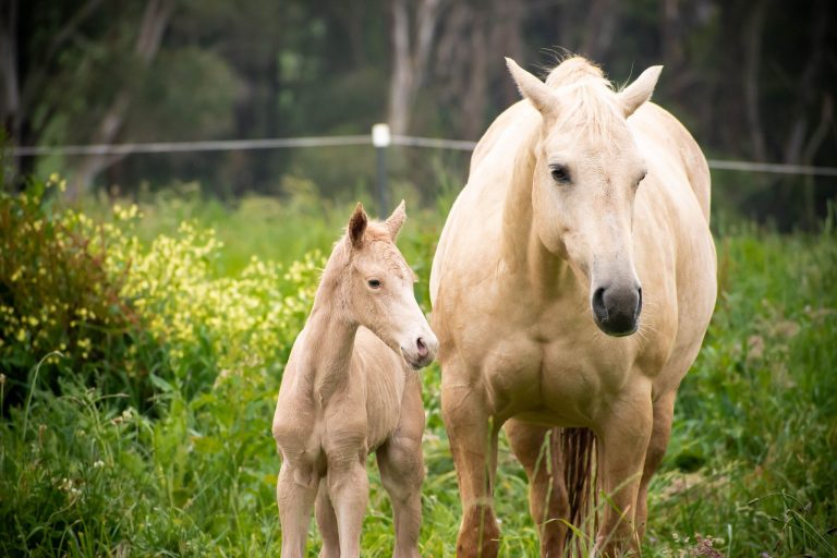 Are you interested in our 2023 Foals?