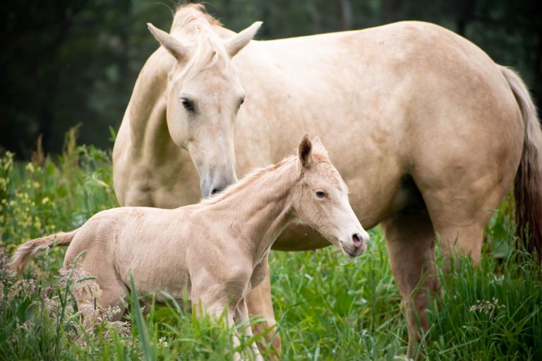 2022 foaling starts