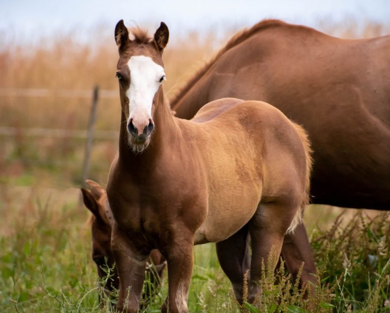 MG My Parrs Celeste X Ima Gunner