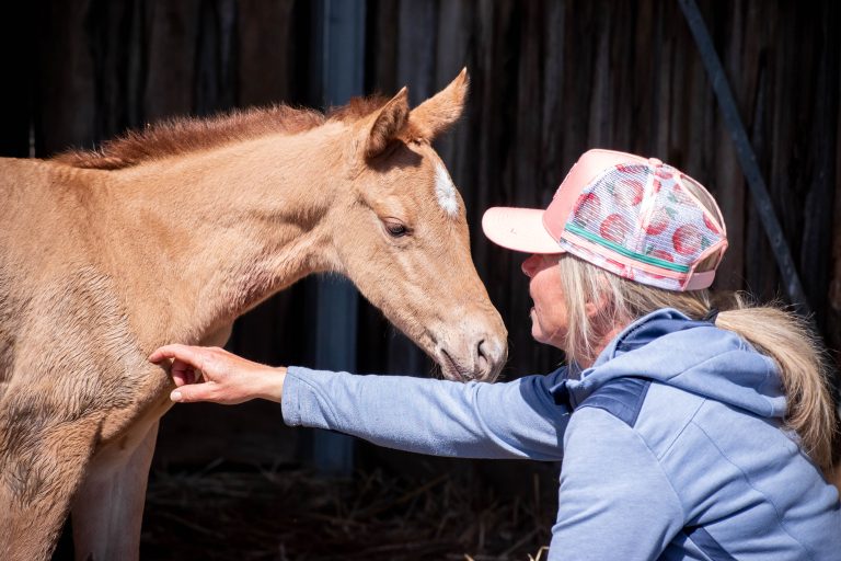 No Foals for the 2025 Season