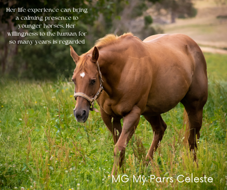 My mare Holly