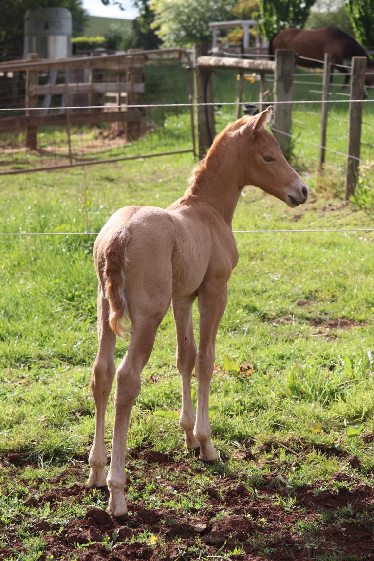 Foals are starting to arrive 2023
