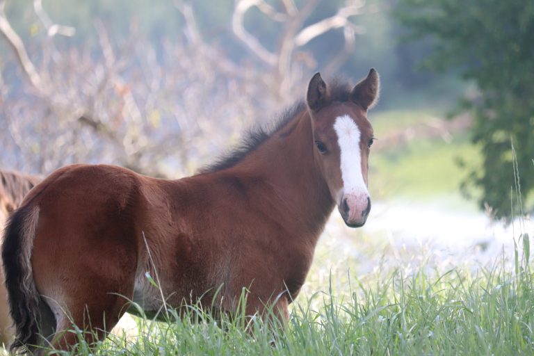 2024 Foals – Sale Barn