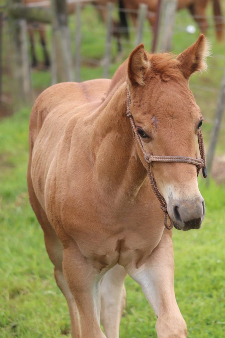 A stunning gelding!